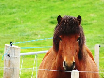 Portrait of horse in ranch