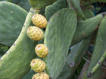 Ripe fruits of a prickly pear plant