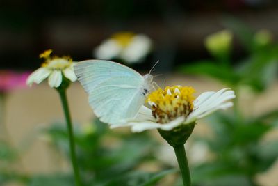 Close-up of butterfly on flower