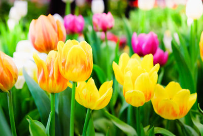 Close-up of yellow tulips in field
