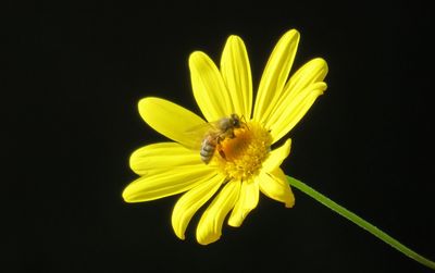 Close-up of bee on yellow flower against black background