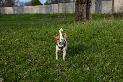 Portrait of dog running on field