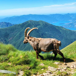 Rock goat standing on field