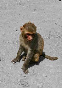 High angle view of monkey