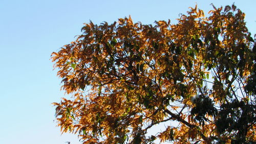 Low angle view of tree against clear sky