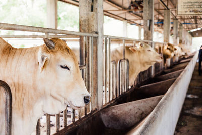 Cows in a pen