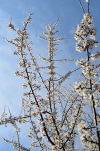 Low angle view of cherry blossoms against blue sky