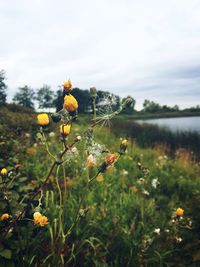 Close-up of yellow poppy flowers blooming on field