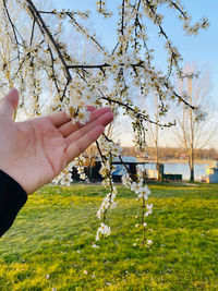 Cropped image of person holding cherry blossom against tree
