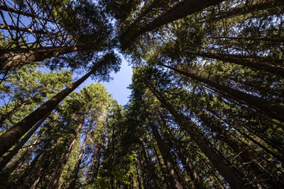Low angle view of bamboo trees in forest