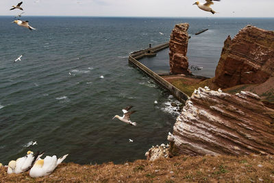 High angle view of seagulls flying over sea