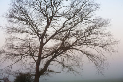 Low angle view of bare tree against clear sky