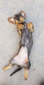 High angle view of dog lying down