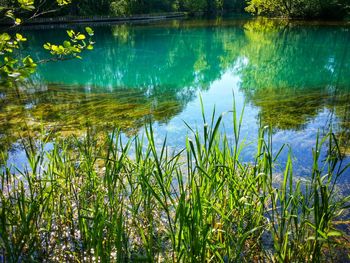 Reflection of trees in pond