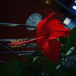 Close-up of red hibiscus blooming outdoors