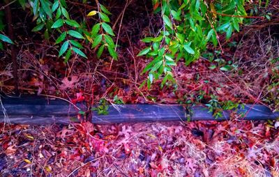 Plants in abandoned forest