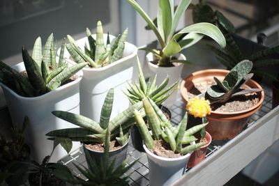 Close-up of succulent plant in pot