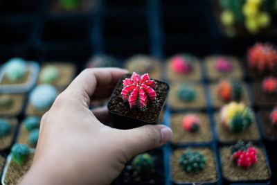 Close-up of hand holding small red flower