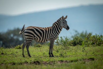 Plains zebra stands on horizon watching camera