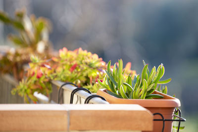 Plants on a terrace. spring power. green concept. happy house