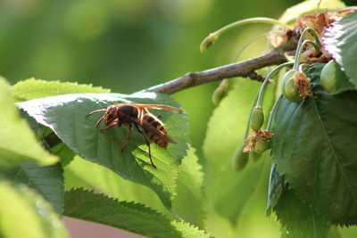 Close-up of insect on leaf