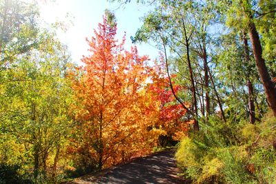 Trees in forest during autumn