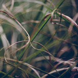 Close-up of leaf on grass