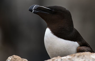 Close-up of bird perching on rock