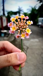 flower