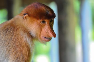 Close-up of proboscis monkey