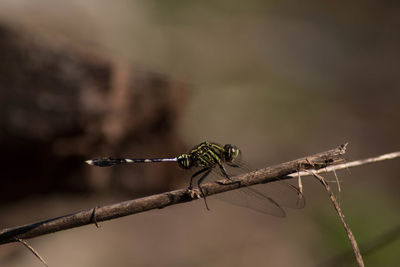 Close-up of insect on twig