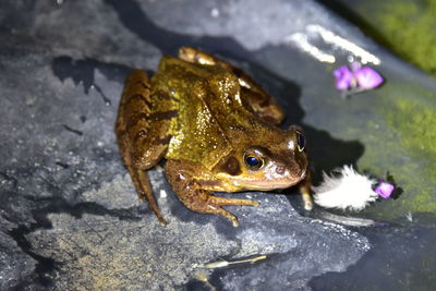 High angle view of frog on rock