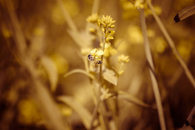 Close-up of insect on yellow flower