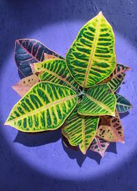 High angle view of leaves on table