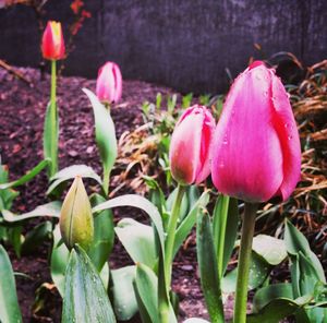 Close-up of pink tulips blooming in park