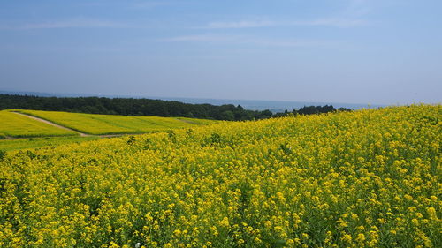 Scenic view of oilseed rape field against sky