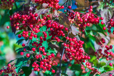 Close-up of red berries growing on plant