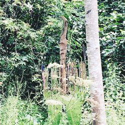 Trees in forest