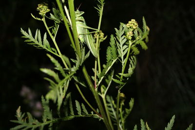 Close-up of potted plant