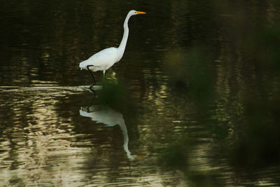 Bird in lake