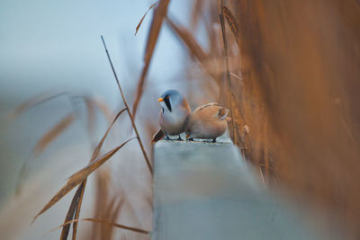 Close-up of bird perching on a plant