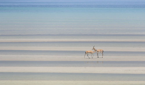 Scenic view of sea