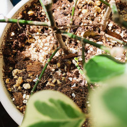High angle view of potted plant