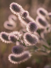 Close-up of flowers