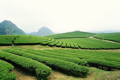 Tea plantation in vietnam with beautiful pattern