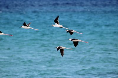 Birds flying over sea