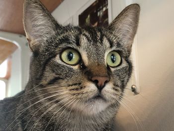 Gazing grey tabby