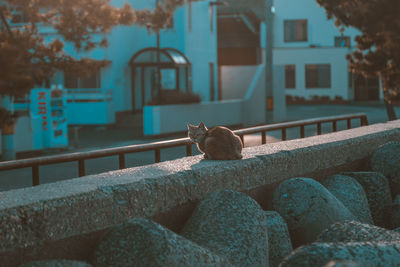 Bird on retaining wall of house