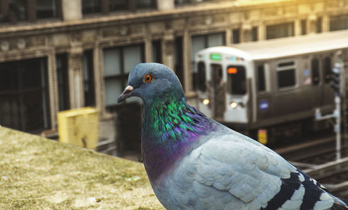 Close-up of pigeon