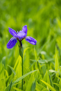 Close-up of purple flowering plant on field